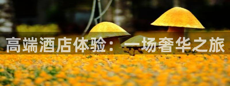 星辉平台官方app下载安装：高端酒店体验：一场奢华之旅